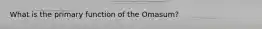 What is the primary function of the Omasum?