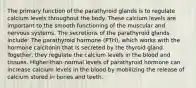 The primary function of the parathyroid glands is to regulate calcium levels throughout the body. These calcium levels are important to the smooth functioning of the muscular and nervous systems. The secretions of the parathyroid glands include: The parathyroid hormone (PTH), which works with the hormone calcitonin that is secreted by the thyroid gland. Together, they regulate the calcium levels in the blood and tissues. Higher-than-normal levels of parathyroid hormone can increase calcium levels in the blood by mobilizing the release of calcium stored in bones and teeth.