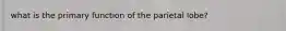 what is the primary function of the parietal lobe?