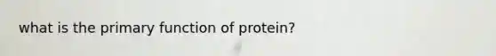 what is the primary function of protein?