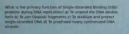 What is the primary function of Single-Stranded Binding (SSb) proteins during DNA replication? a) To unwind the DNA double helix b) To join Okazaki fragments c) To stabilize and protect single-stranded DNA d) To proofread newly synthesized DNA strands