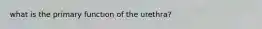 what is the primary function of the urethra?