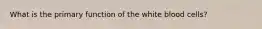 What is the primary function of the white blood cells?