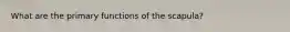 What are the primary functions of the scapula?