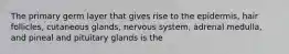 The primary germ layer that gives rise to the epidermis, hair follicles, cutaneous glands, nervous system, adrenal medulla, and pineal and pituitary glands is the