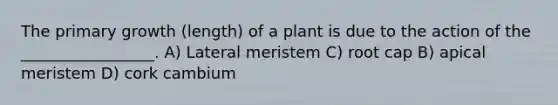 The primary growth (length) of a plant is due to the action of the _________________. A) Lateral meristem C) root cap B) apical meristem D) cork cambium