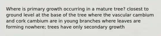 Where is primary growth occurring in a mature tree? closest to ground level at the base of the tree where the vascular cambium and cork cambium are in young branches where leaves are forming nowhere; trees have only secondary growth