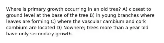 Where is primary growth occurring in an old tree? A) closest to ground level at the base of the tree B) in young branches where leaves are forming C) where the vascular cambium and cork cambium are located D) Nowhere; trees more than a year old have only secondary growth.