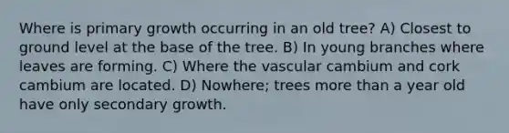 Where is primary growth occurring in an old tree? A) Closest to ground level at the base of the tree. B) In young branches where leaves are forming. C) Where the vascular cambium and cork cambium are located. D) Nowhere; trees more than a year old have only secondary growth.