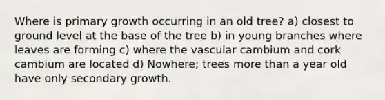 Where is primary growth occurring in an old tree? a) closest to ground level at the base of the tree b) in young branches where leaves are forming c) where the vascular cambium and cork cambium are located d) Nowhere; trees more than a year old have only secondary growth.