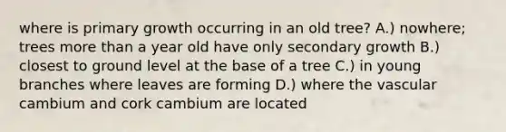 where is primary growth occurring in an old tree? A.) nowhere; trees more than a year old have only secondary growth B.) closest to ground level at the base of a tree C.) in young branches where leaves are forming D.) where the vascular cambium and cork cambium are located