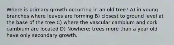 Where is primary growth occurring in an old tree? A) in young branches where leaves are forming B) closest to ground level at the base of the tree C) where the vascular cambium and cork cambium are located D) Nowhere; trees more than a year old have only secondary growth.