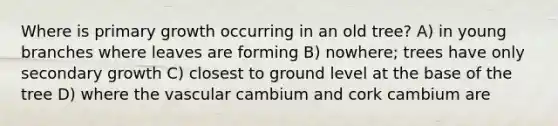 Where is primary growth occurring in an old tree? A) in young branches where leaves are forming B) nowhere; trees have only secondary growth C) closest to ground level at the base of the tree D) where the vascular cambium and cork cambium are