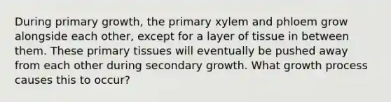 During primary growth, the primary xylem and phloem grow alongside each other, except for a layer of tissue in between them. These primary tissues will eventually be pushed away from each other during secondary growth. What growth process causes this to occur?