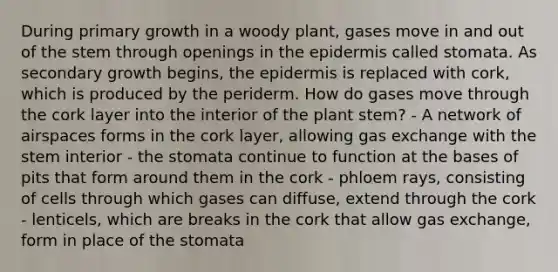 During primary growth in a woody plant, gases move in and out of the stem through openings in the epidermis called stomata. As secondary growth begins, the epidermis is replaced with cork, which is produced by the periderm. How do gases move through the cork layer into the interior of the plant stem? - A network of airspaces forms in the cork layer, allowing gas exchange with the stem interior - the stomata continue to function at the bases of pits that form around them in the cork - phloem rays, consisting of cells through which gases can diffuse, extend through the cork - lenticels, which are breaks in the cork that allow gas exchange, form in place of the stomata