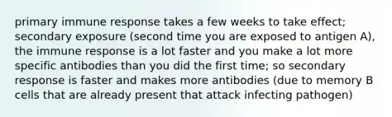 primary immune response takes a few weeks to take effect; secondary exposure (second time you are exposed to antigen A), the immune response is a lot faster and you make a lot more specific antibodies than you did the first time; so secondary response is faster and makes more antibodies (due to memory B cells that are already present that attack infecting pathogen)