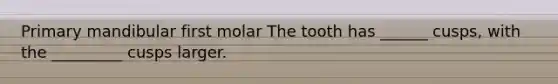Primary mandibular first molar The tooth has ______ cusps, with the _________ cusps larger.
