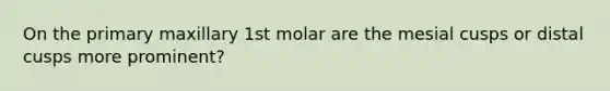 On the primary maxillary 1st molar are the mesial cusps or distal cusps more prominent?