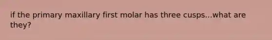 if the primary maxillary first molar has three cusps...what are they?