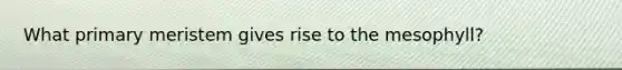 What primary meristem gives rise to the mesophyll?