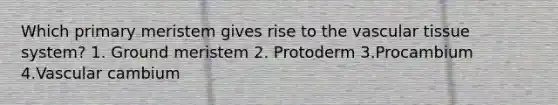 Which primary meristem gives rise to the vascular tissue system? 1. Ground meristem 2. Protoderm 3.Procambium 4.Vascular cambium