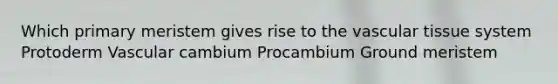 Which primary meristem gives rise to the vascular tissue system Protoderm Vascular cambium Procambium Ground meristem