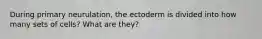 During primary neurulation, the ectoderm is divided into how many sets of cells? What are they?