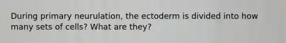 During primary neurulation, the ectoderm is divided into how many sets of cells? What are they?