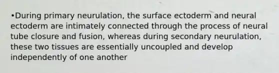 •During primary neurulation, the surface ectoderm and neural ectoderm are intimately connected through the process of neural tube closure and fusion, whereas during secondary neurulation, these two tissues are essentially uncoupled and develop independently of one another