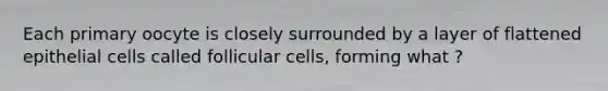 Each primary oocyte is closely surrounded by a layer of flattened epithelial cells called follicular cells, forming what ?