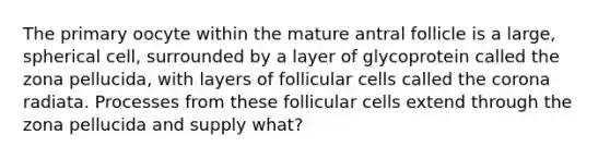 The primary oocyte within the mature antral follicle is a large, spherical cell, surrounded by a layer of glycoprotein called the zona pellucida, with layers of follicular cells called the corona radiata. Processes from these follicular cells extend through the zona pellucida and supply what?