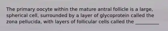 The primary oocyte within the mature antral follicle is a large, spherical cell, surrounded by a layer of glycoprotein called the zona pellucida, with layers of follicular cells called the __________