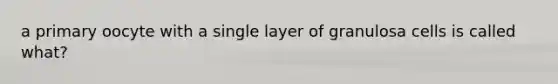 a primary oocyte with a single layer of granulosa cells is called what?