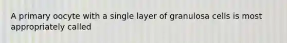 A primary oocyte with a single layer of granulosa cells is most appropriately called