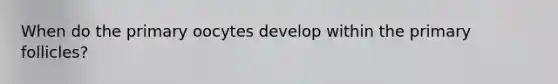 When do the primary oocytes develop within the primary follicles?