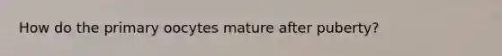 How do the primary oocytes mature after puberty?