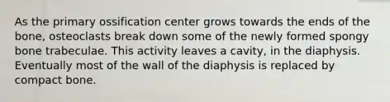 As the primary ossification center grows towards the ends of the bone, osteoclasts break down some of the newly formed spongy bone trabeculae. This activity leaves a cavity, in the diaphysis. Eventually most of the wall of the diaphysis is replaced by compact bone.