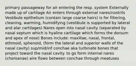 primary passageway for air entering the resp. system Externally made up of cartilage Air enters through external nares/nostrils Vestibule epithelium (contain large coarse hairs) is for filtering, cleaning, warming, humidifying (vestibule is supported by lateral and alar cartilages) Nares open into nasal cavity (separated by nasal septum which is hyaline cartilage which forms the dorsum and apex of nose) Bones include: maxillae, nasal, frontal, ethmoid, sphenoid, (form the lateral and superior walls of the nasal cavity) sup/mid/inf conchae aka turbinate bones that project toward the nasal cavity. to go form internal nares (choroanae) aire flows between conchae through meatuses