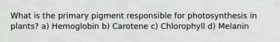 What is the primary pigment responsible for photosynthesis in plants? a) Hemoglobin b) Carotene c) Chlorophyll d) Melanin