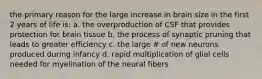 the primary reason for the large increase in brain size in the first 2 years of life is: a. the overproduction of CSF that provides protection for brain tissue b. the process of synaptic pruning that leads to greater efficiency c. the large # of new neurons produced during infancy d. rapid multiplication of glial cells needed for myelination of the neural fibers