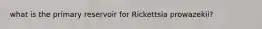 what is the primary reservoir for Rickettsia prowazekii?