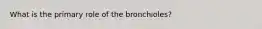 What is the primary role of the bronchioles?