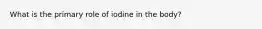 What is the primary role of iodine in the body?