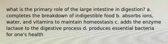 what is the primary role of the large intestine in digestion? a. completes the breakdown of indigestible food b. absorbs ions, water, and vitamins to maintain homeostasis c. adds the enzyme lactase to the digestive process d. produces essential bacteria for one's health