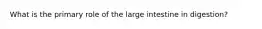 What is the primary role of the large intestine in digestion?