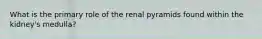 What is the primary role of the renal pyramids found within the kidney's medulla?