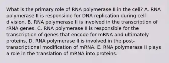 What is the primary role of RNA polymerase II in the cell? A. RNA polymerase II is responsible for DNA replication during cell division. B. RNA polymerase II is involved in the transcription of rRNA genes. C. RNA polymerase II is responsible for the transcription of genes that encode for mRNA and ultimately proteins. D. RNA polymerase II is involved in the post-transcriptional modification of mRNA. E. RNA polymerase II plays a role in the translation of mRNA into proteins.