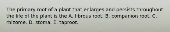 The primary root of a plant that enlarges and persists throughout the life of the plant is the A. fibrous root. B. companion root. C. rhizome. D. stoma. E. taproot.