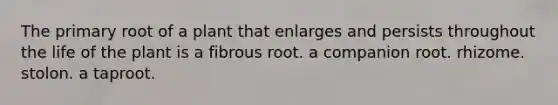 The primary root of a plant that enlarges and persists throughout the life of the plant is a fibrous root. a companion root. rhizome. stolon. a taproot.