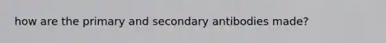 how are the primary and secondary antibodies made?